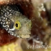 blenny_secretary_dome_nwp_h_0131_tci2080.jpg
